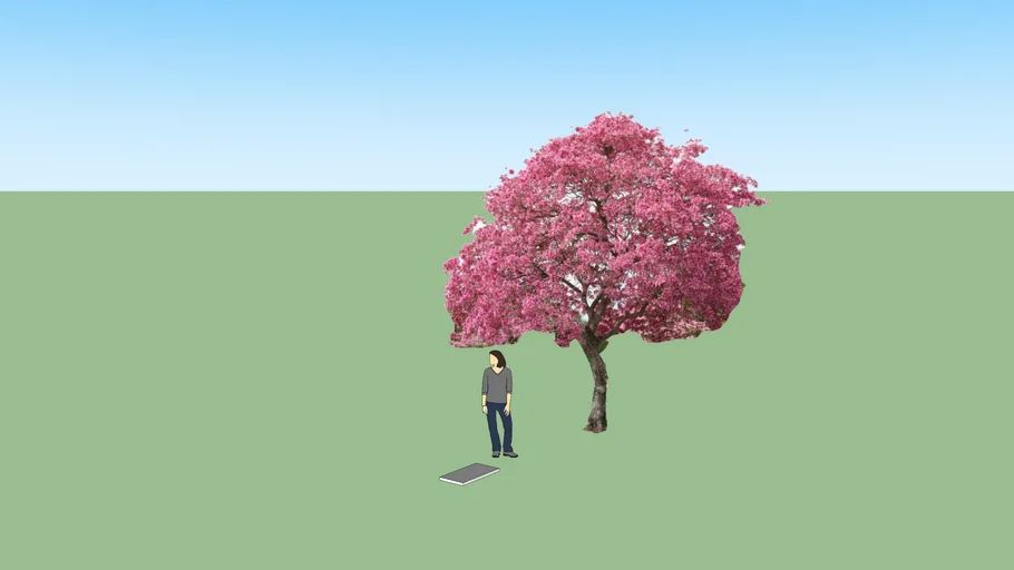  TABEBUIA AUREA / RED