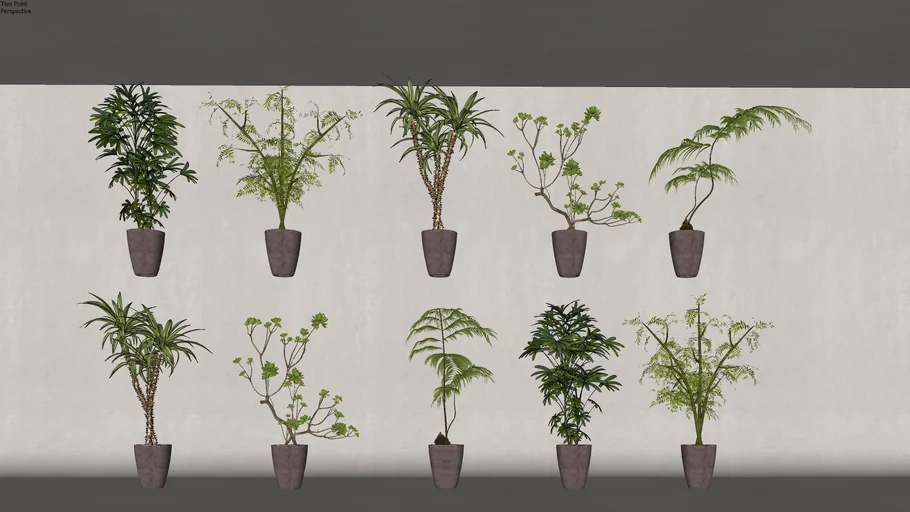 Interior Plant 8