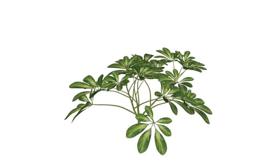 Schefflera octophylla - Cây ngũ gia bì - Cây ngũ gia bì chân chim