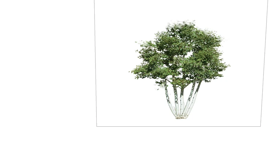 береза многоствольная birch
