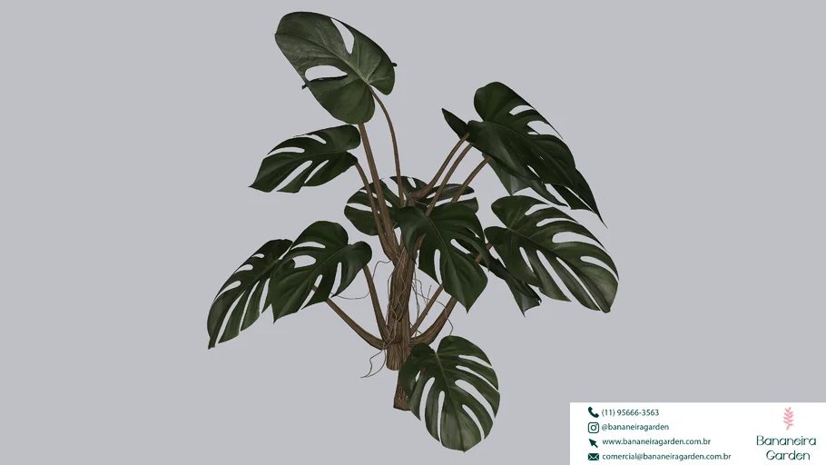 PLANTA COSTELA DE ADAO
