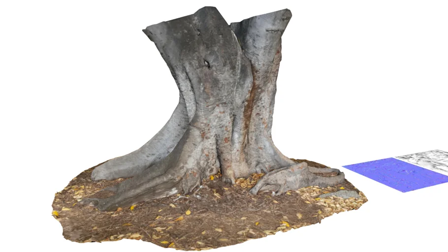 Tree Trunk
