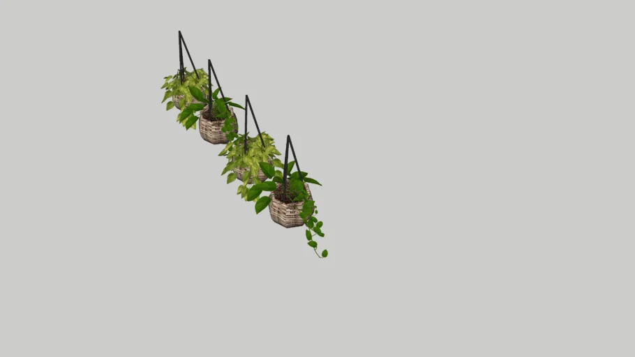 Hanging Plants