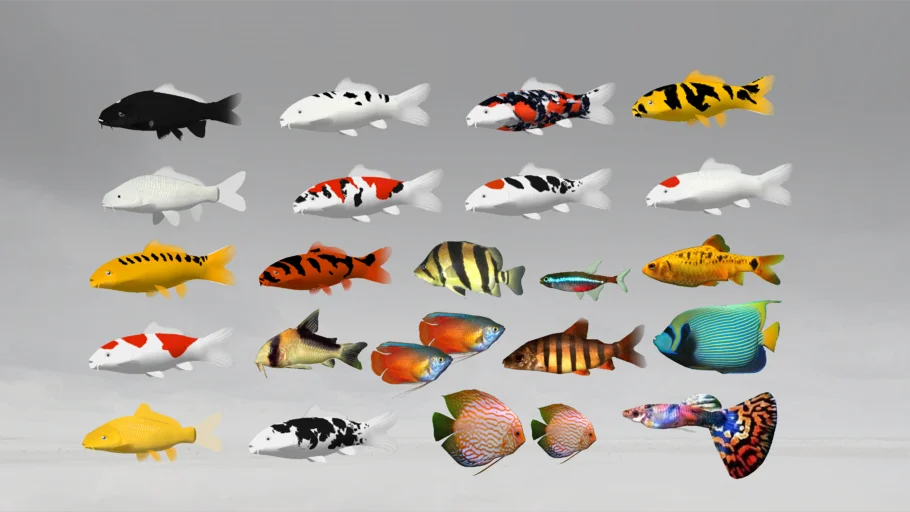 fish 观赏鱼金鱼热带鱼海鱼www.su2008.com