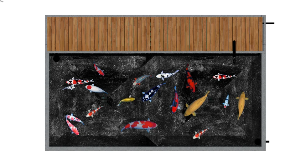 koi pond