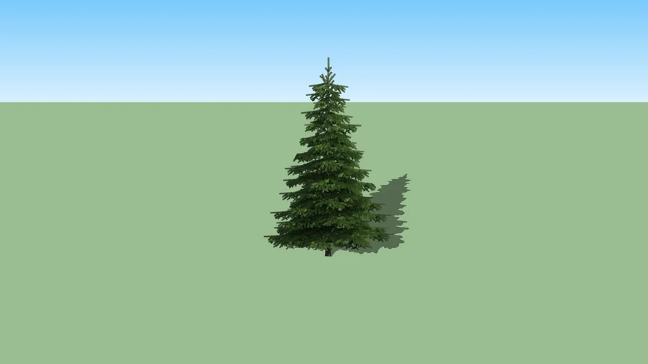 2d Fir tree 02
