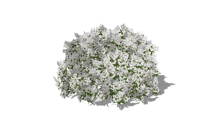 Deutzia in flower