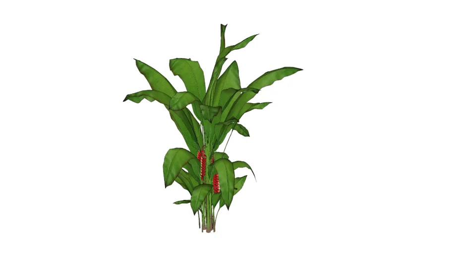Heliconia rostrata