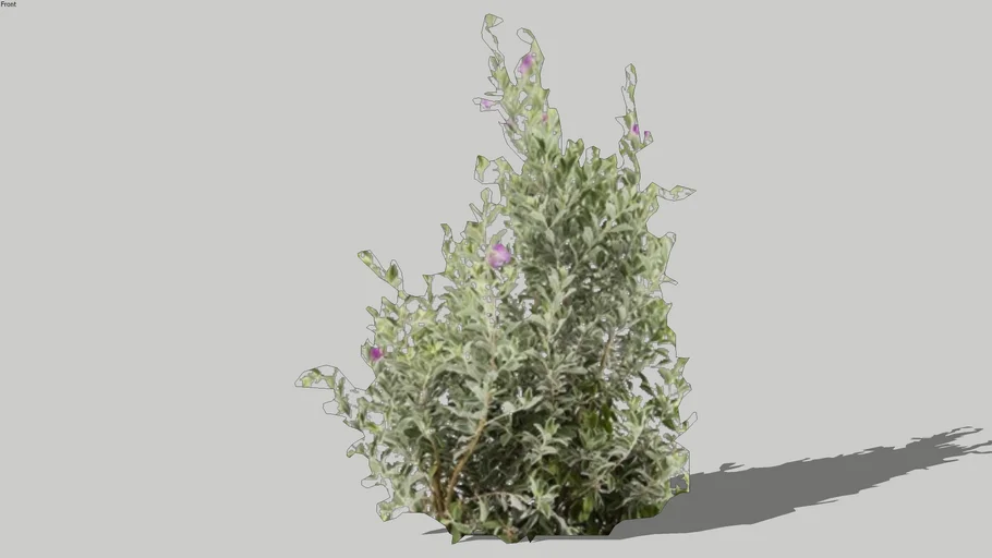 Texas Sage Leucophyllum fructescens