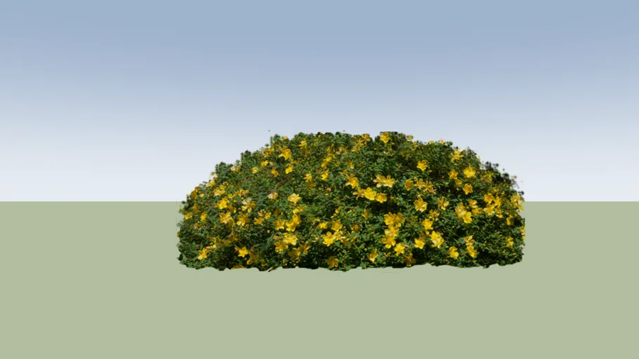 Hypericum calycinum