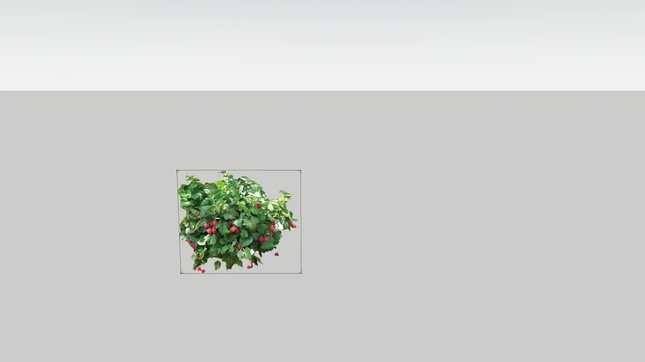 raspberry plant