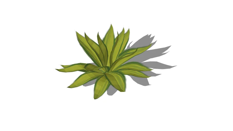 Land F/X - Shrubs - Cacti and Succulents - Agave attenuata - Fox Tail Agave