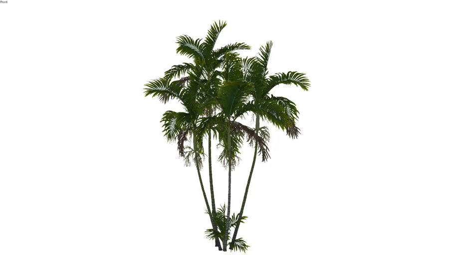 Ptychosperma_macarthurii_01_04