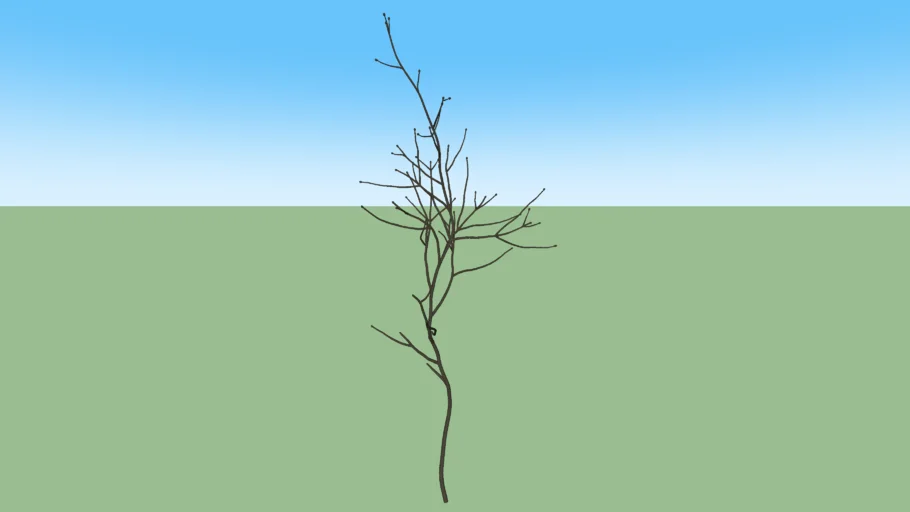 Branch