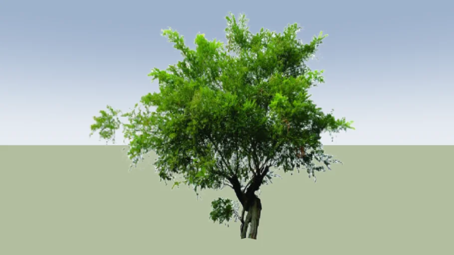 Mangrove Tree