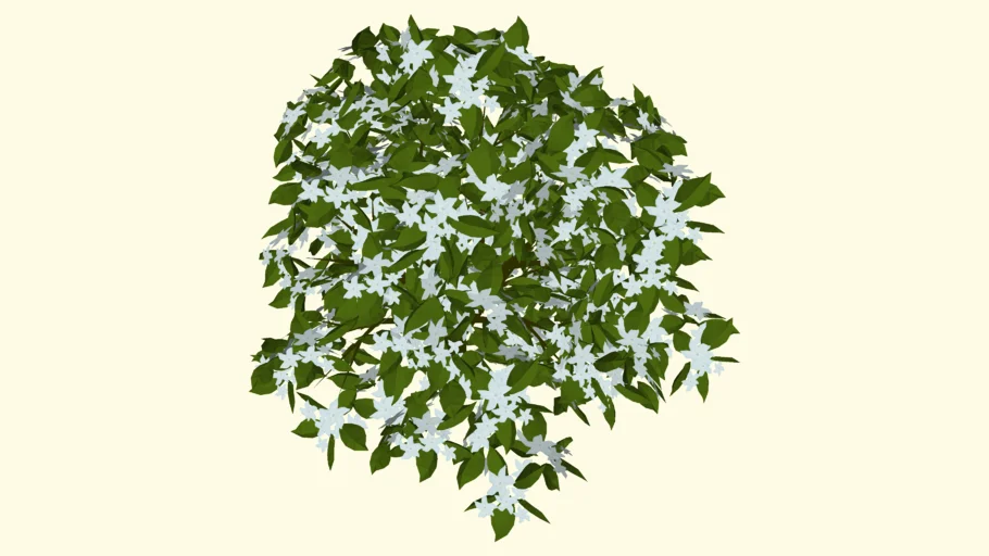  White Shrub