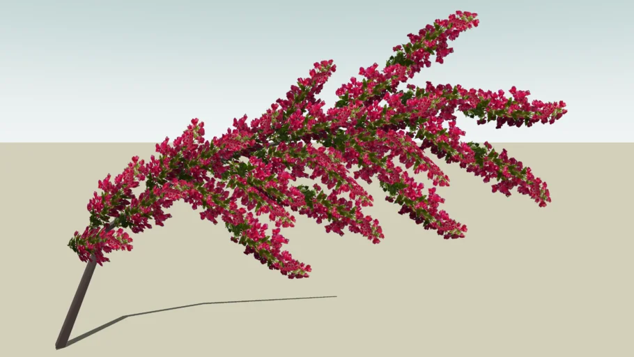 Bougainvillea branch
