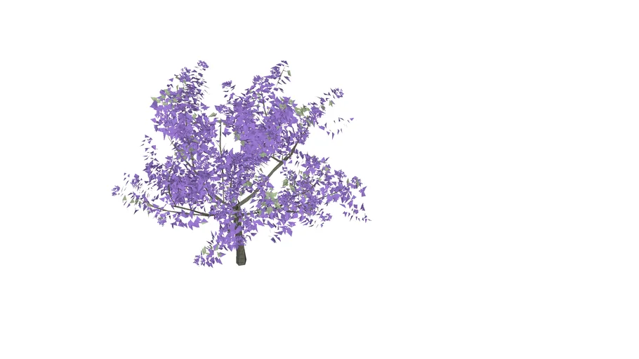 Jacaranda mimosifolia
