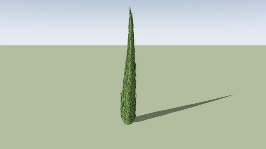 Cupressus sempervirens 'Stricta'