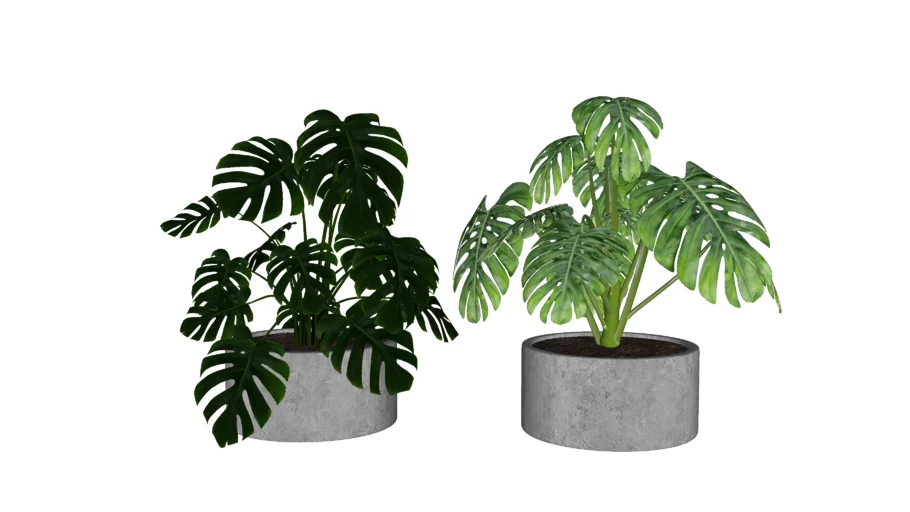 Paisagismo_Costela de Adão 2 (Monstera deliciosa)