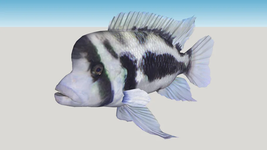 frontosa black widow (Cyphotilapia frontosa)