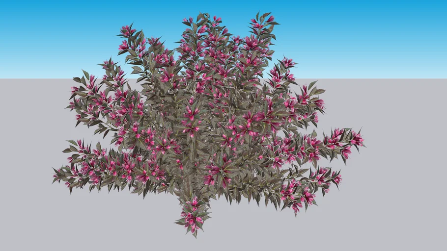 Spilled Wine® Weigela - Weigela florida