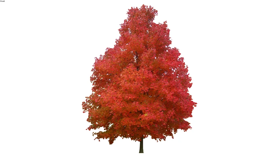 Liquidamber styraciflua