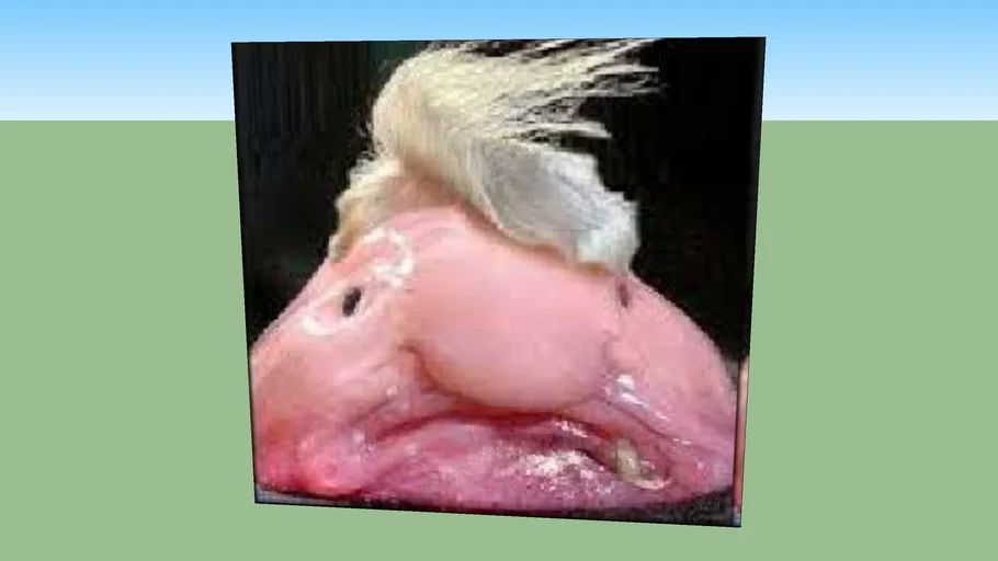 blobfish trump
