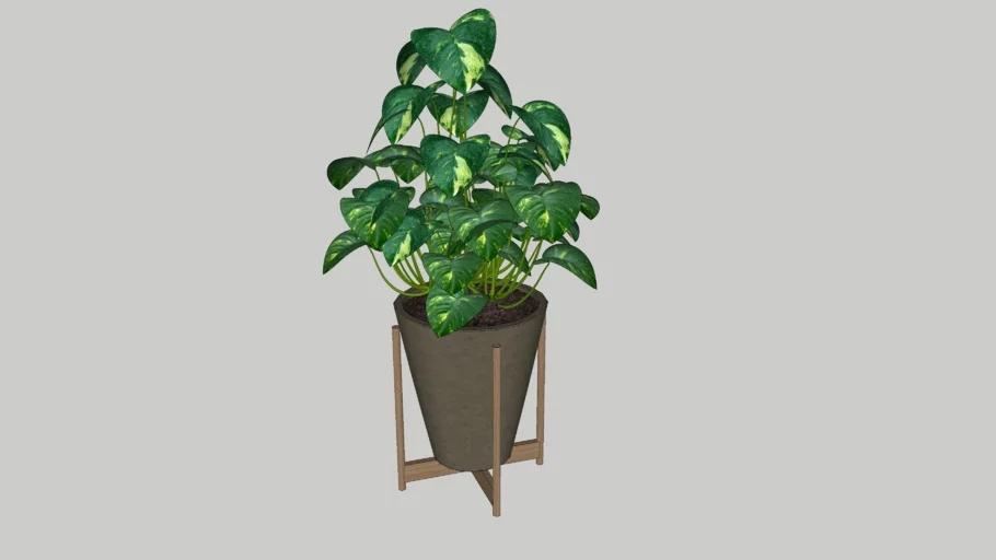 Money Plant Indoor