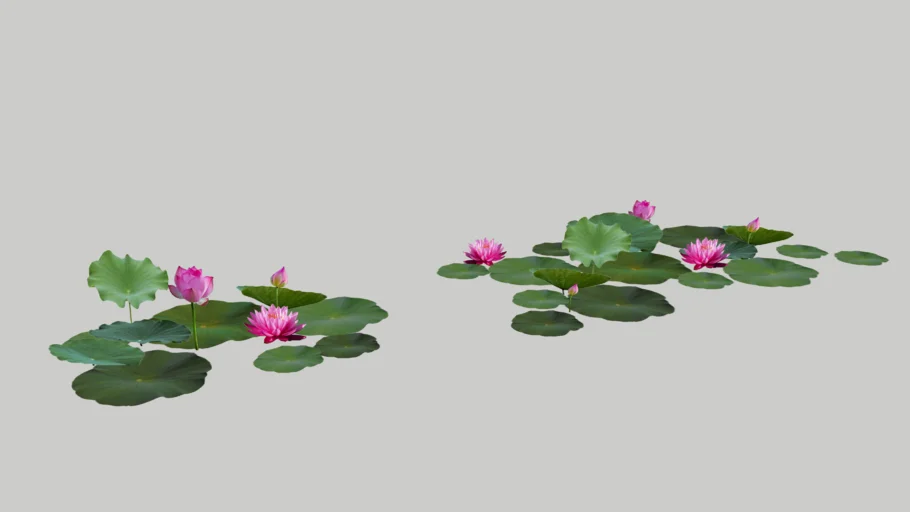 Lotus