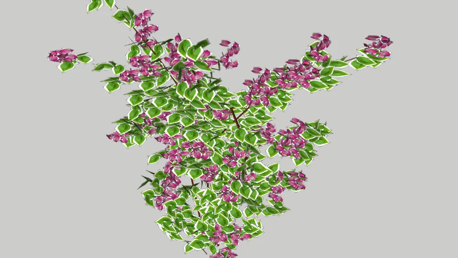 Bougainvillea spectabilis