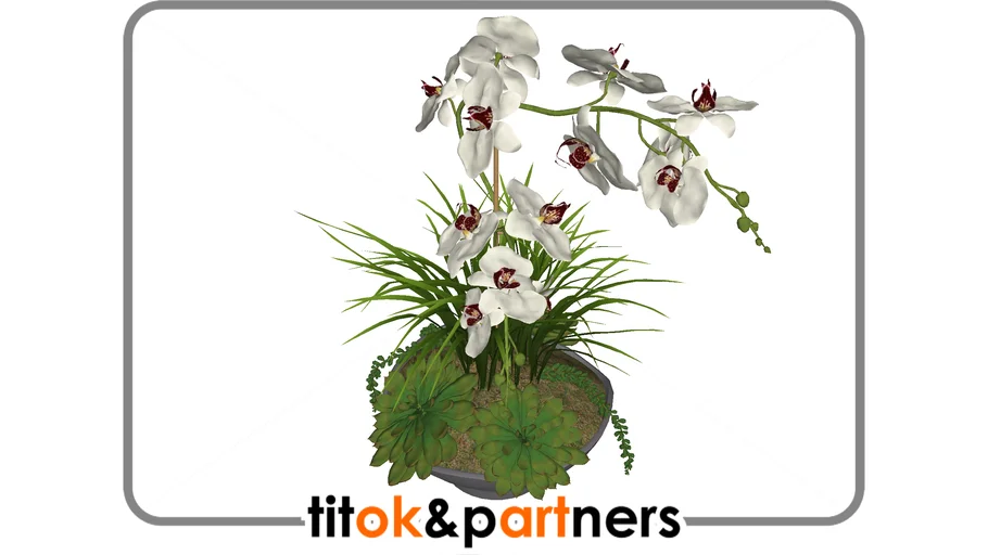 orchid titok