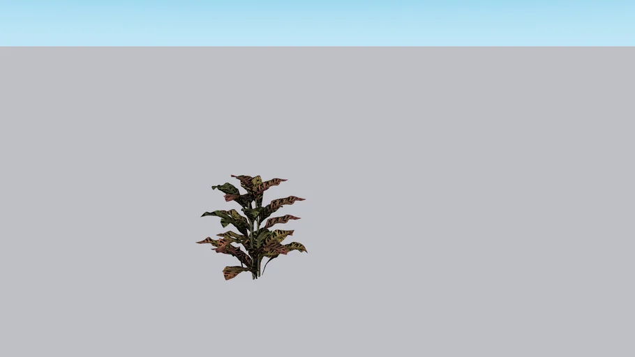 Croton