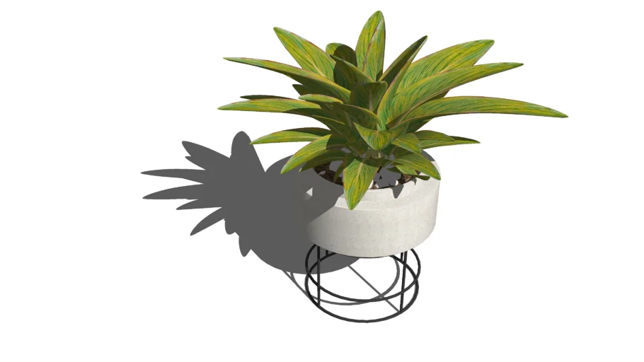 indoor plant 
