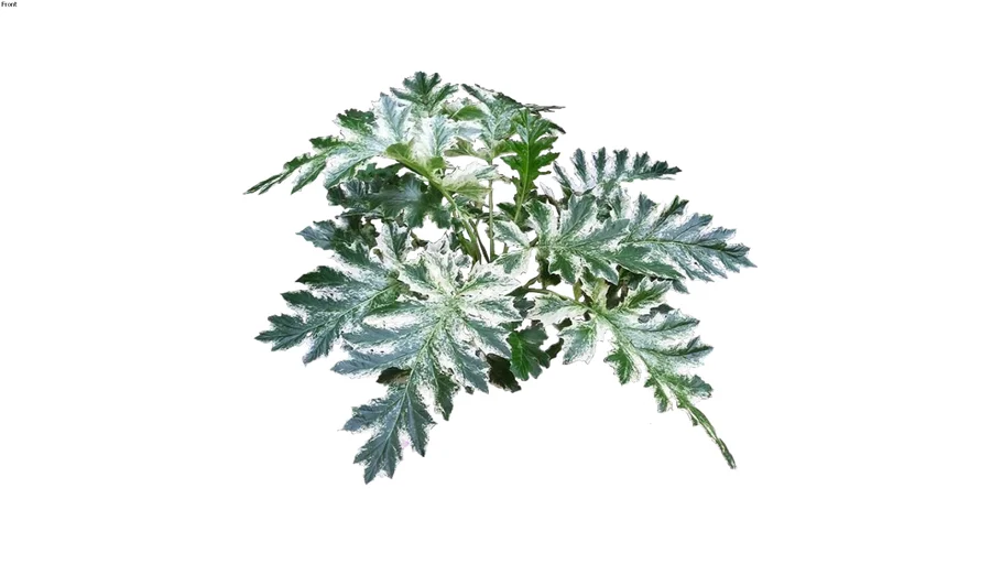 Acanthus mollis 'Whitewater' Bear's breech no flowers