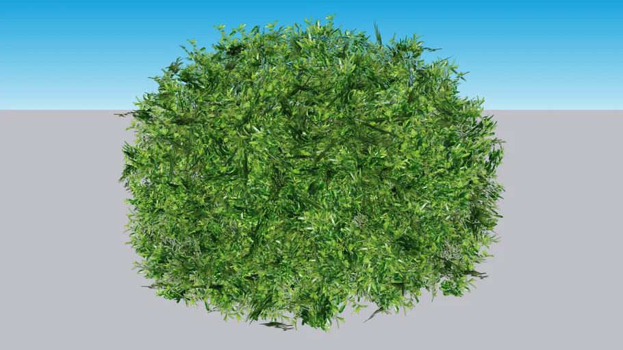 Juke Box® Pyracomeles - Pyracomeles