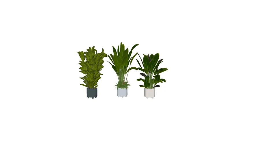 Plants