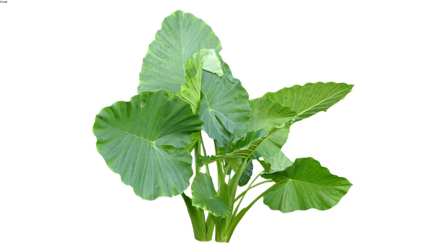 Elephant Ears