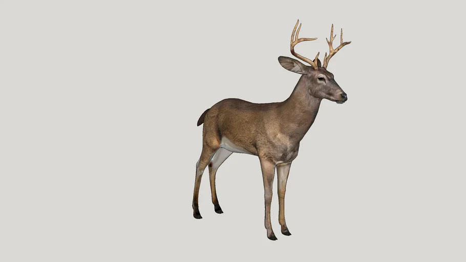 Ciervo Adulto / Adult deer