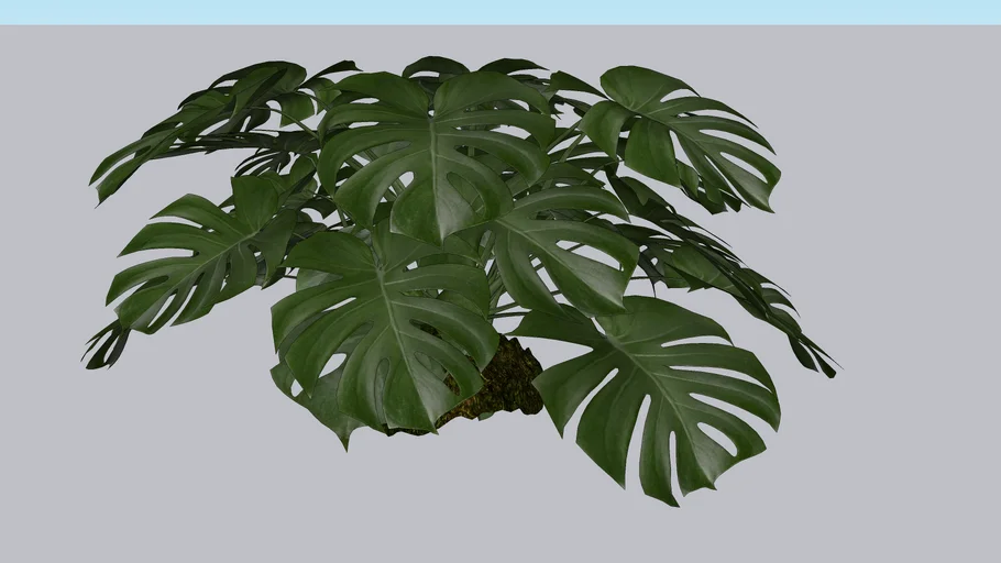 Monstera deliciosa | 3D Warehouse