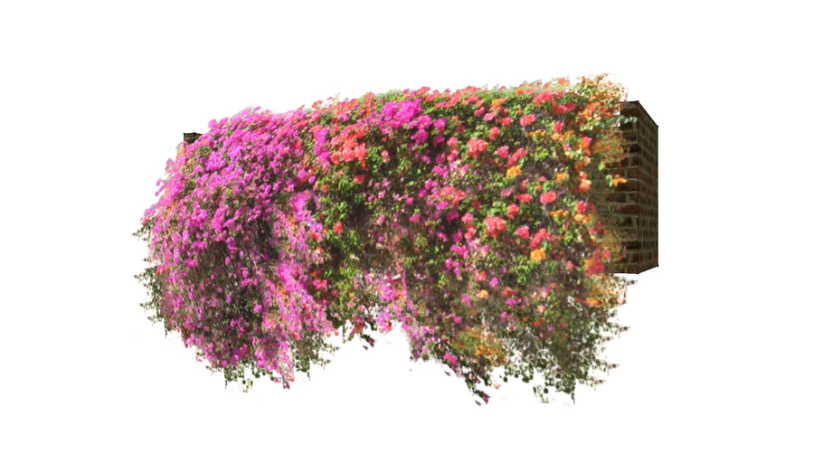 AWENING FLOWER