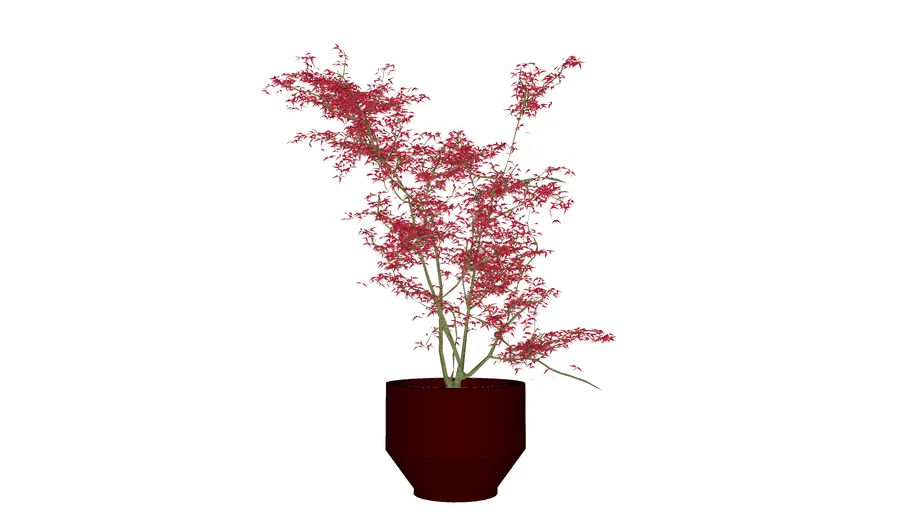 Potted Japanese Maple