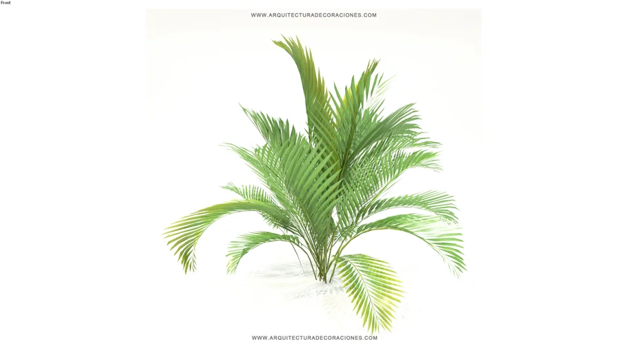 PLANTA PALMERA TIPO HELECHO