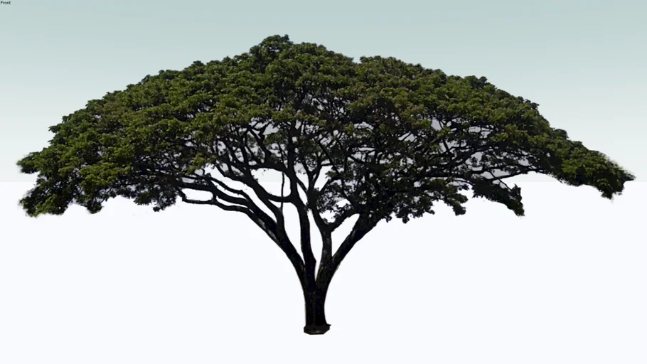 Plant - Samanea Saman