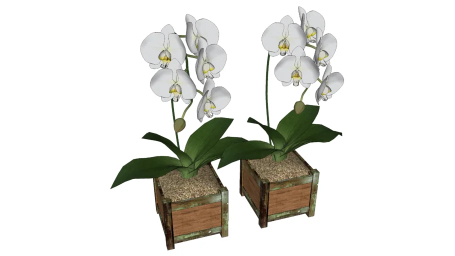 N_Flower(Orchid) 1
