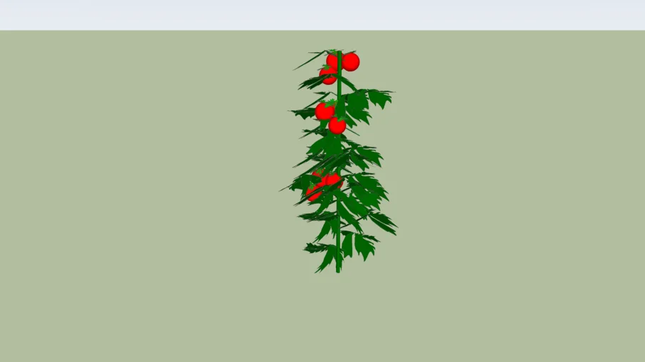 tomato plant