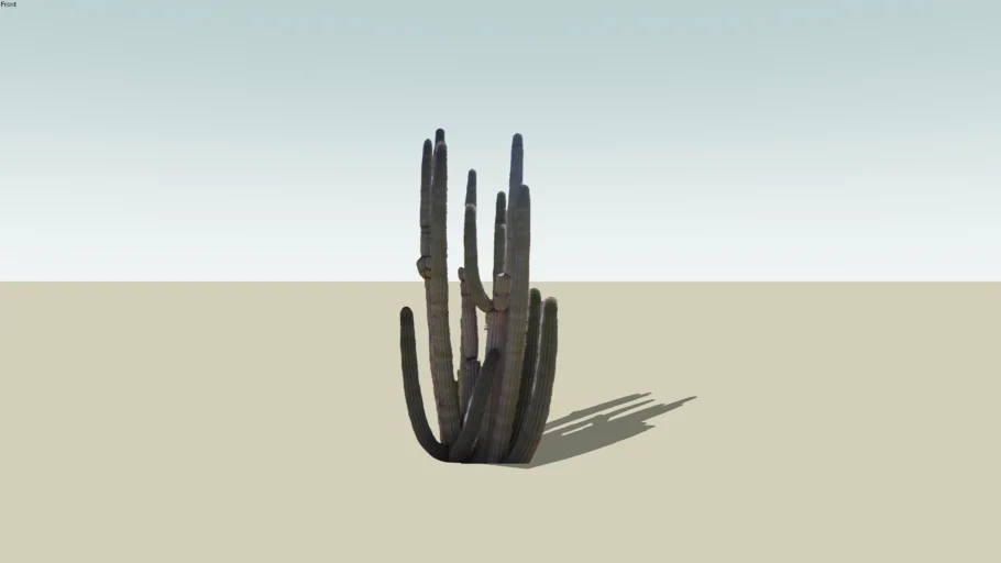 Organ Pipe Cactus Desert Plant - Model - 3D Warehouse