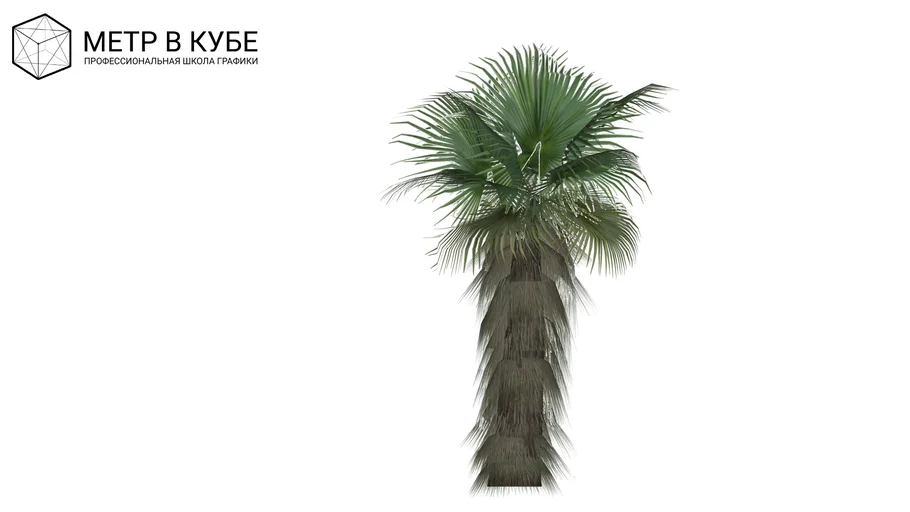 Washingtonia robusta