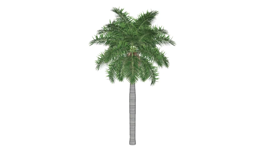 Foxtail palm
