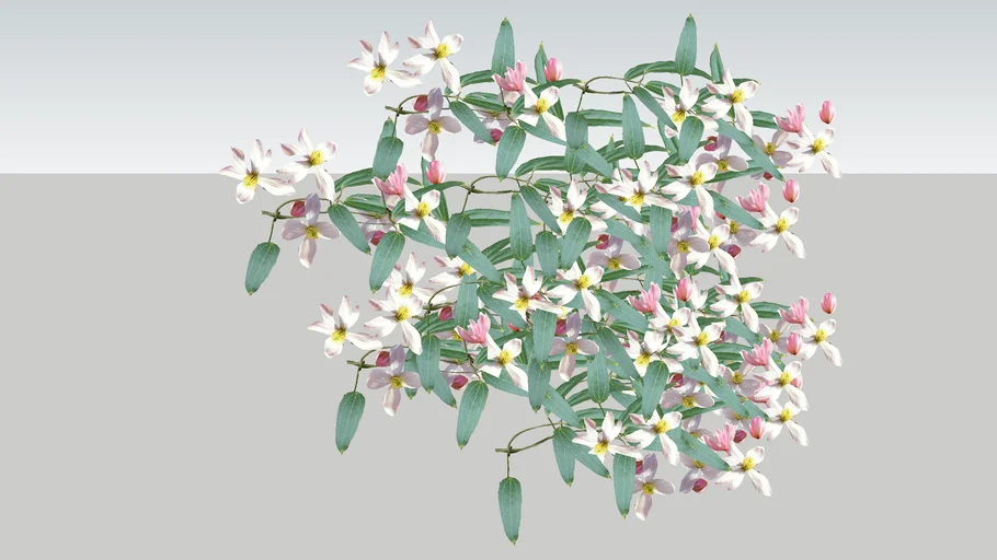 Clematis armandii 3D climber. Climbing plant